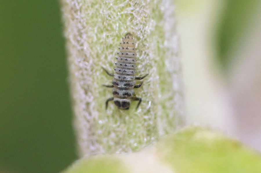 Hippodamia variegata - ciclo vitale